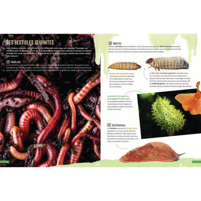 Bugs and Critters
