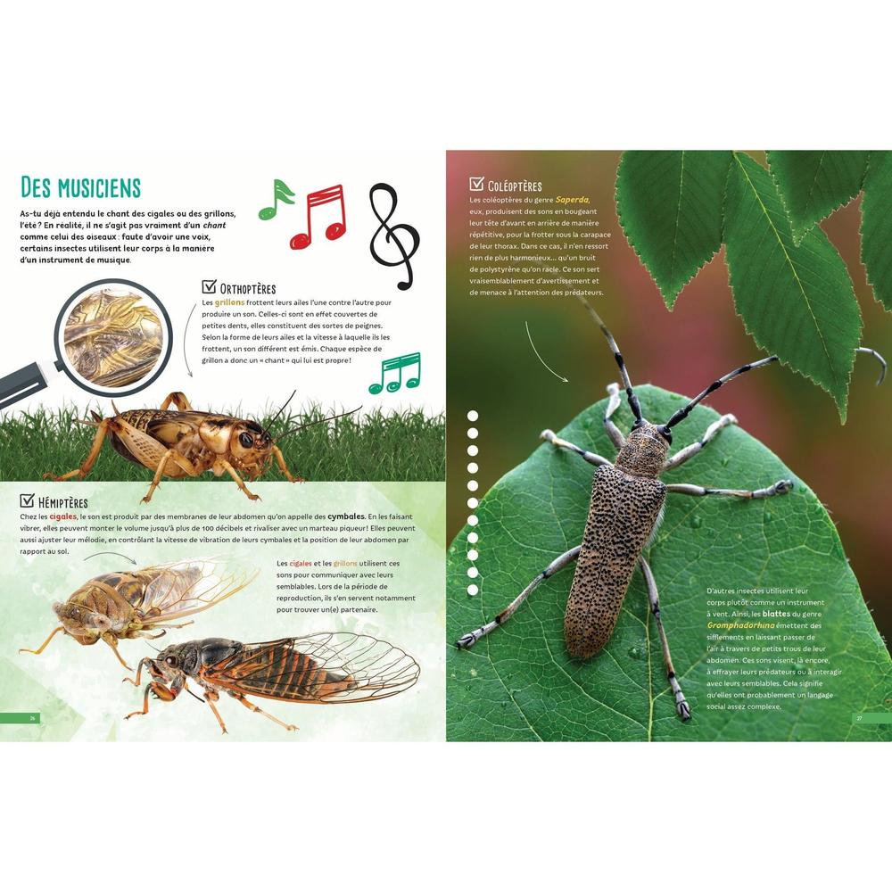 Bugs and Critters