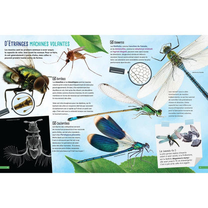 Bugs and Critters