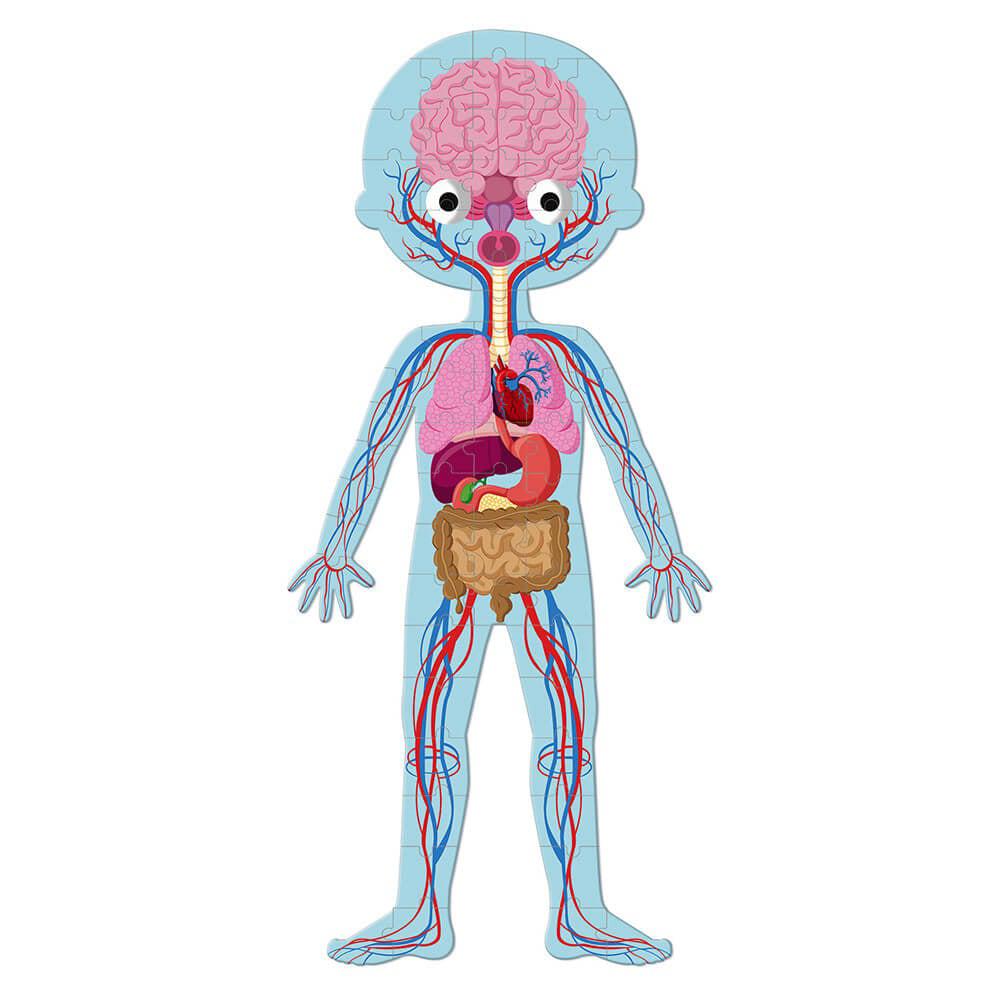 Human Body Puzzle
