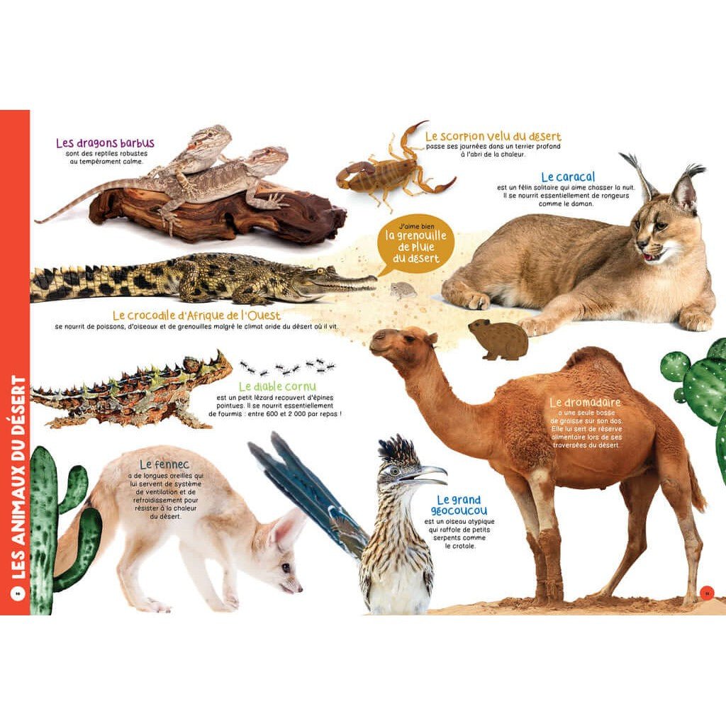 My Giant Animal Book