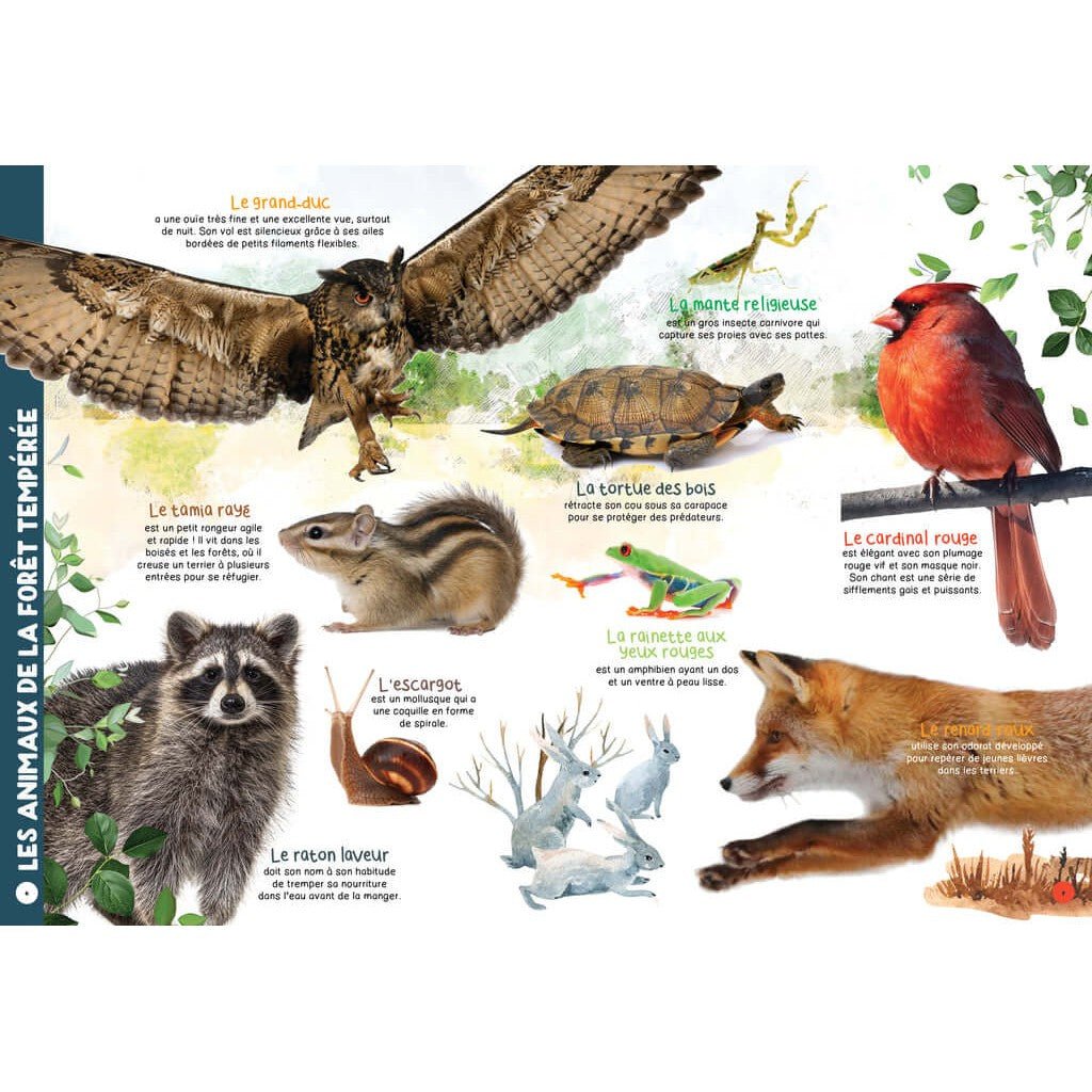 My Giant Animal Book